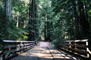 Bridge leading to path in forest