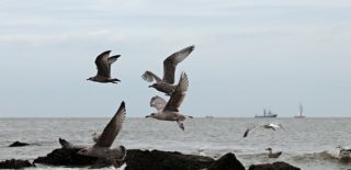 Sea gulls in flight over sandy beach
